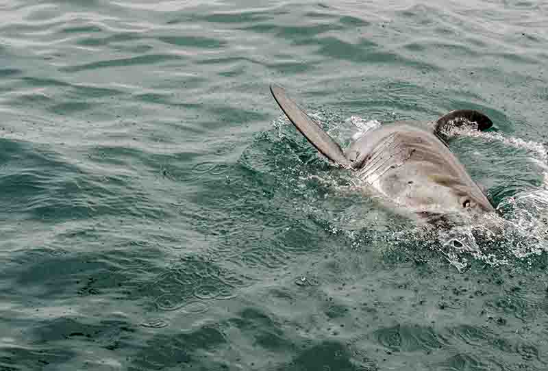 04 - Tiburon Blanco - Gansbaai - Sudafrica
